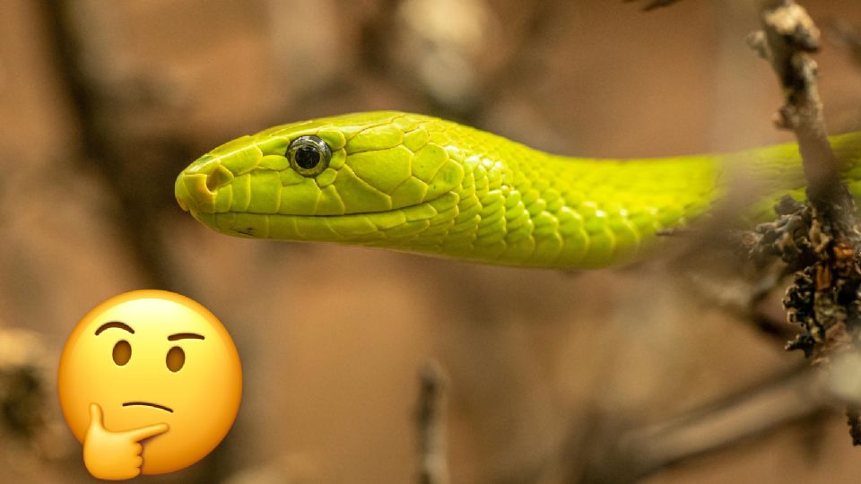 ¿Qué diferencias hay entre serpiente, culebra y víbora?