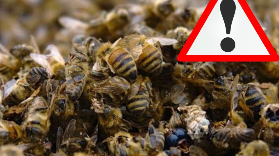 La víctima no soportó el ataque de las abejas y murió