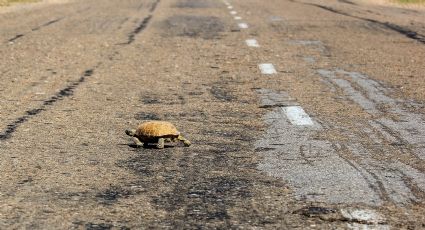 Mueren decenas de tortugas aplastadas por vehículos en la Carretera Nacional frente a 'El Laguito'