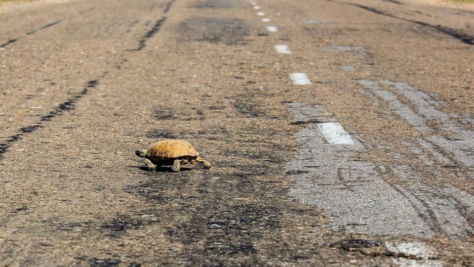 Peligran tortugas en la Carretera Nacional