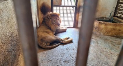 Nuevo Laredo: protegen del calor a los animales del Zoológico