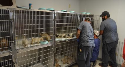Entregarán vales para esterilizar mascotas en Laredo