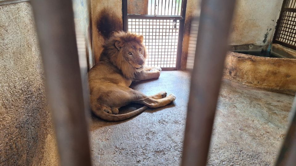 Cuidan a los animales en el zoológico de Nuevo Laredo