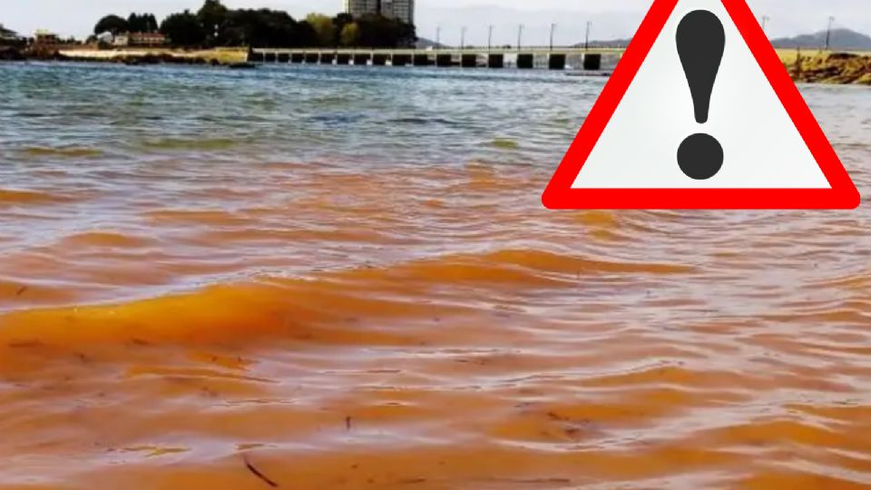 Cofepris emite alerta sanitaria por marea roja y moluscos con toxina en este estado