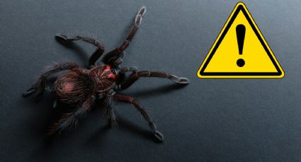 Estas son las arañas venenosas que habitan en México, ¿las has visto?