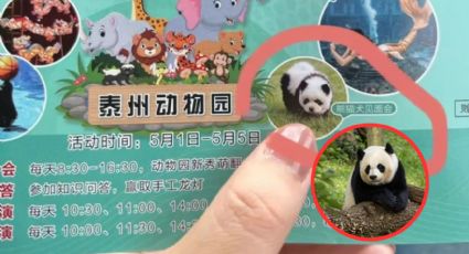 Zoológico causa polémica por disfrazar perritos para hacerlos pasar por osos pandas