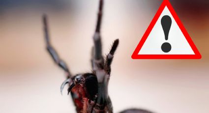 ¿Todas las arañas negras son venenosas y peligrosas? Aprende a diferenciarlas