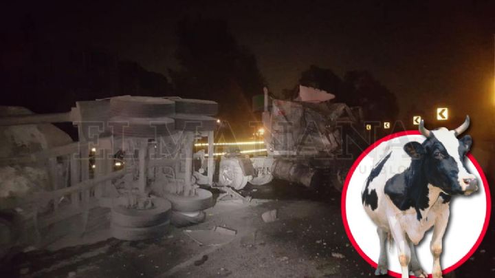 Trailero choca contra una vaca en el Libramiento Mex 2; salió muy mal herido