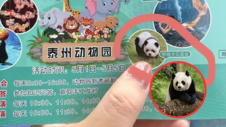 Zoológico causa polémica por disfrazar perritos para hacerlos pasar por osos pandas