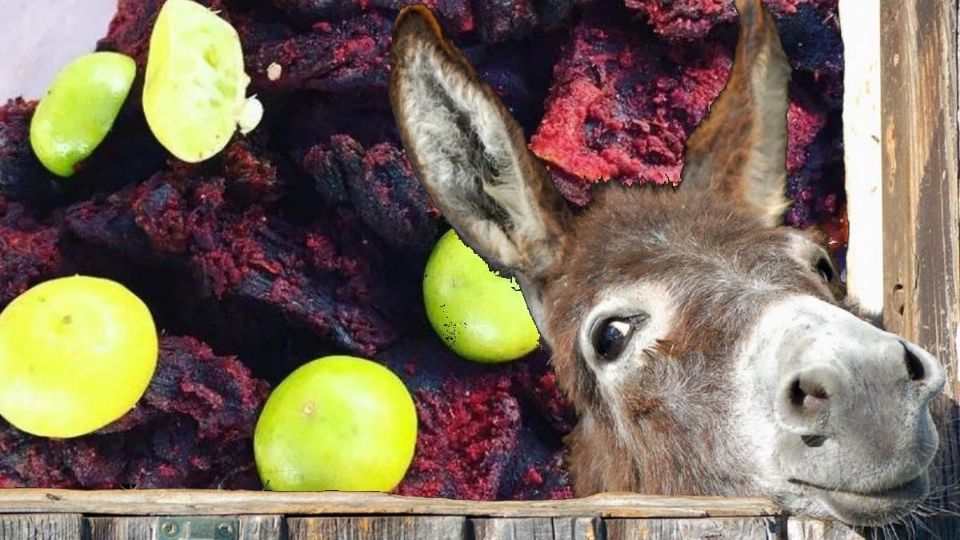 La carne de burro y caballo también es conocida como chito