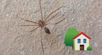 La araña patona elimina estas plagas de tu hogar, ¿cuáles son?