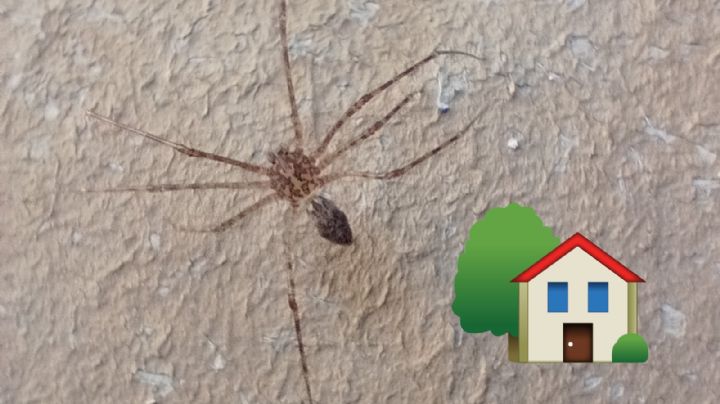 La araña patona elimina estas plagas de tu hogar, ¿cuáles son?