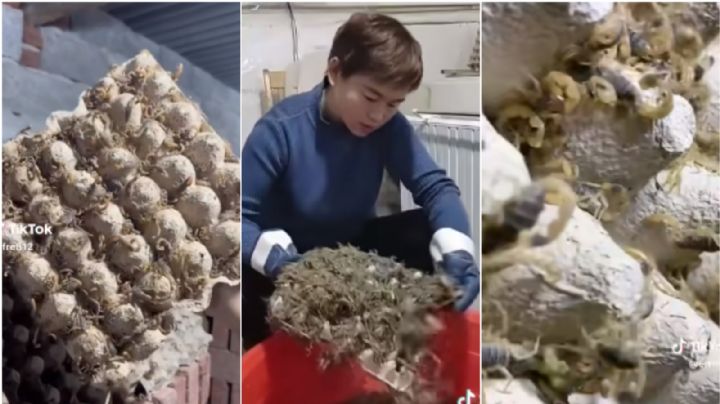 Criaderos de alacranes: ¿qué son y cuál es su importante función?