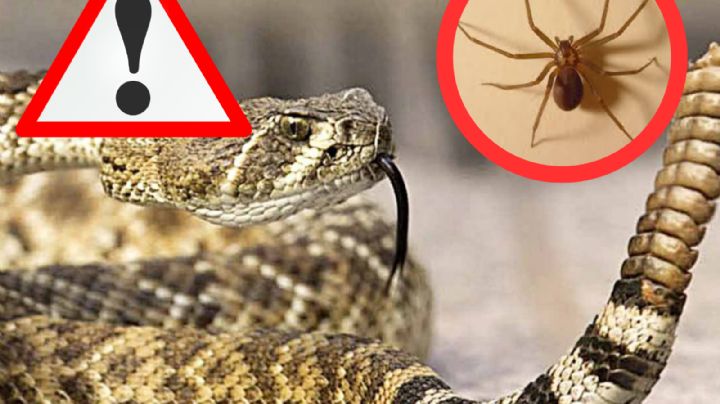 Estos son los 7 animales más venenosos en México; algunos te pueden matar en horas