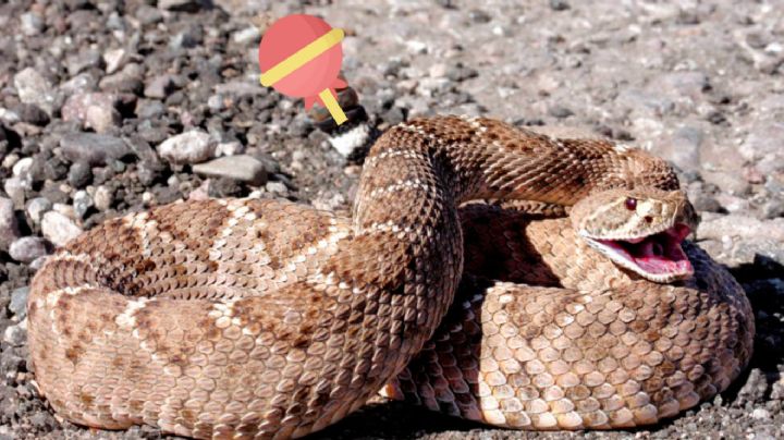 Esto es lo que hay dentro del cascabel de una serpiente; no podrás creerlo