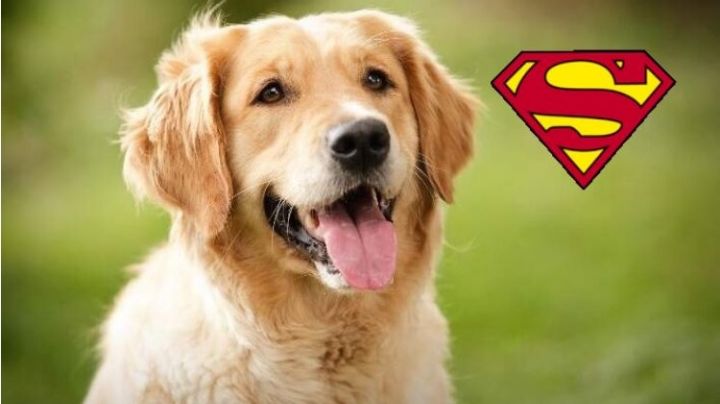 ¡Héroe canino!: perrito salva a su dueño de morir; recorre 6 kilómetros para pedir ayuda