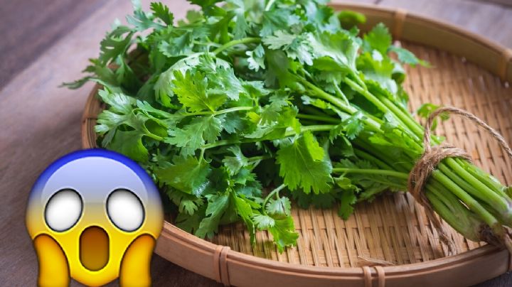 ¡Aumenta costo del cilantro! Un peso de esta hierba ya no es un peso; te decimos por qué
