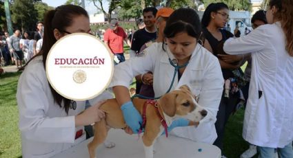 Estudia medicina veterinaria completamente gratis en México; así puedes inscribirte