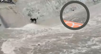 Perrito queda atrapado en el Arroyo "El Obispo” tras intensas lluvias en Santa Catarina | VIDEO