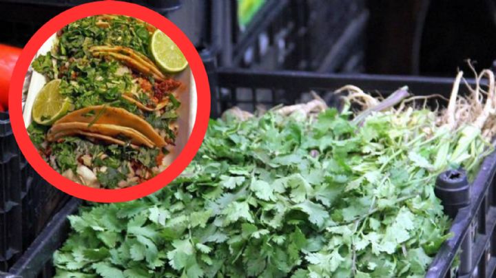 ¡Con los tacos no! Aumenta drásticamente el precio del cilantro, hasta 700 pesos el manojo