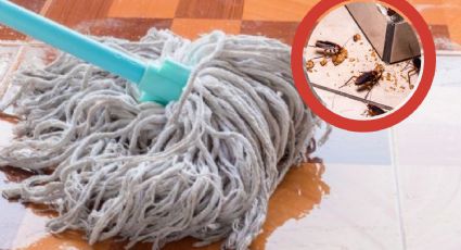 Líbrate de cucarachas, arañas, hormigas y otras plagas de forma rápida, segura y sin veneno