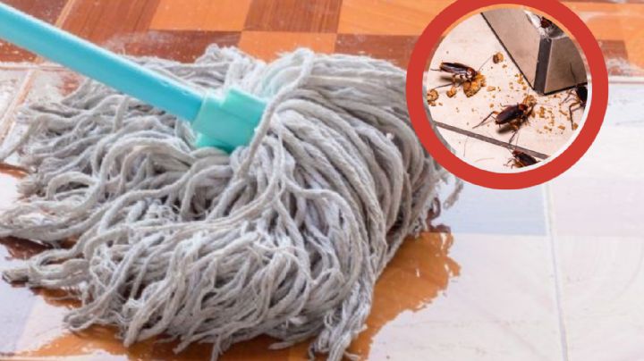 Líbrate de cucarachas, arañas, hormigas y otras plagas de forma rápida, segura y sin veneno