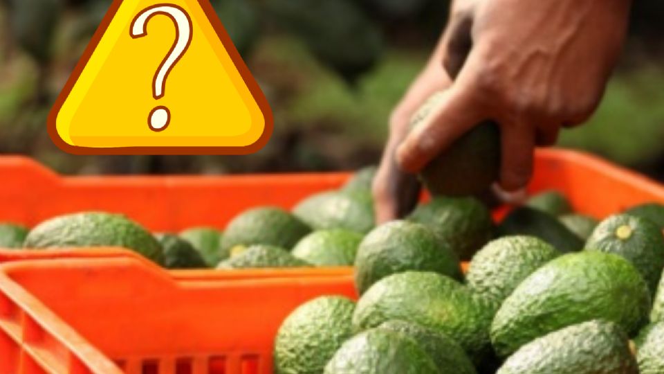 ¿El precio del aguacate podría bajar en los próximos días en México? Esto sabemos