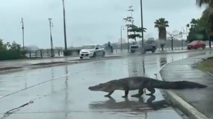 Calles de Tampico son invadidas por cocodrilos tras el paso de Alberto