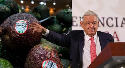 Exportación del aguacate a Estados Unidos se resuelve por la buena relación: AMLO