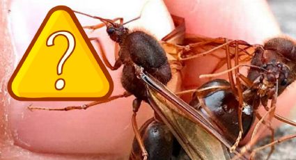 Hormigas chicatanas: ¿de dónde son y porqué son tan codiciadas?