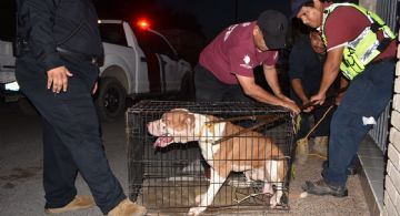 Pitbull 'endiablado' se mete a casa para matar a mascotas y morder a personas en Nuevo Laredo