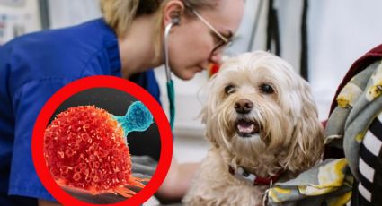 ¿Puede el cáncer olerse?, descubre el asombroso entrenamiento de perros detectores
