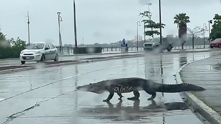 Cocodrilos invanden las calles de Tampico, se pasean por las avenidas | VIDEO