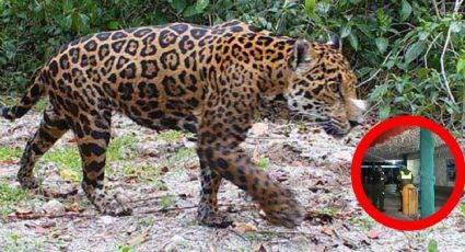 Jaguar escapa de su recinto y causa la muerte de un hombre