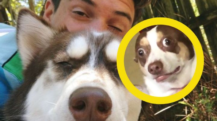 Descubre las alarmantes señales de la demencia en perros y cómo actuar a tiempo