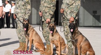 Perritos fueron reconocidos por su labor en la Marina; ya los jubilaron