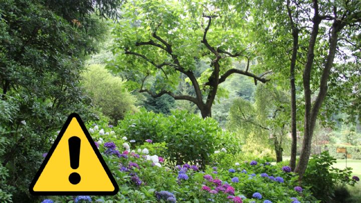 Está prohibido tener esta planta mexicana en tu casa porque está en peligro de extinción