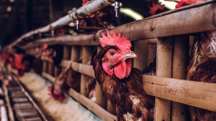 México registra primer humano fallecido por gripe aviar H5N2 en el mundo; ¿es contagiosa?