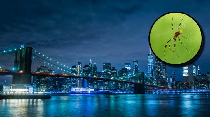 Alertan por arañas voladoras en Nueva York; sus patas miden hasta 10 centímetros