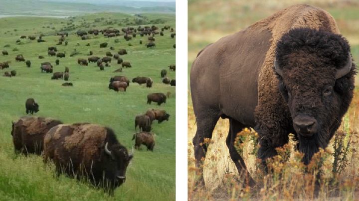 No, no es Denver... bisontes se reproducen por cientos en Janos, México