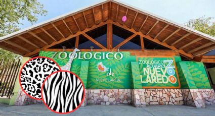 Zoológico de Nuevo Laredo presenta a sus nuevos bebés; uno es el felino más grande de América