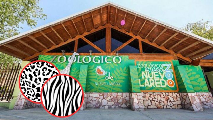 Zoológico de Nuevo Laredo presenta a sus nuevos bebés; uno es el felino más grande de América