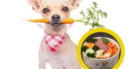 ¿Qué verduras sí puede comer tu perro?; esto recomiendan los veterinarios