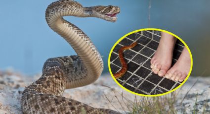 Temporada de serpiente de cascabel: por esta razón buscarán llegar a tu casa estos días