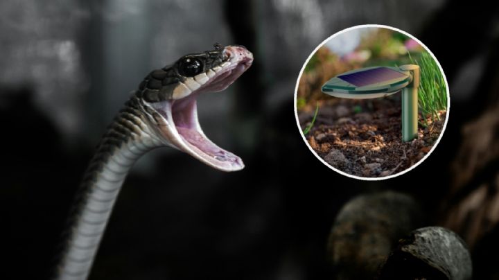 Ahuyentador de serpientes: ¿qué es, cómo funciona y cuánto cuesta?
