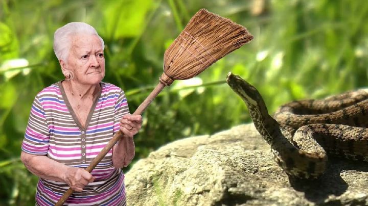 Animal que alerta de presencia de víboras; con su vida protege el hogar