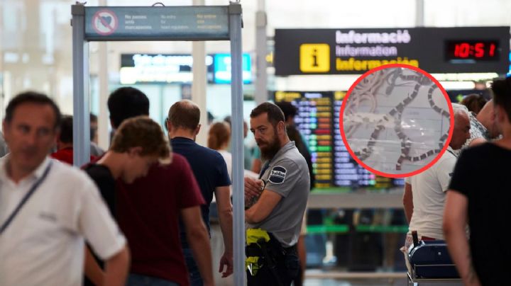 Hombre es sorprendido en el aeropuerto con más de 100 serpientes en su pantalón