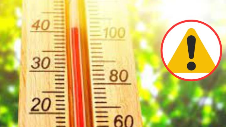 Canícula 2024: Estos son los animales peligrosos que suelen salir en la temporada de calor