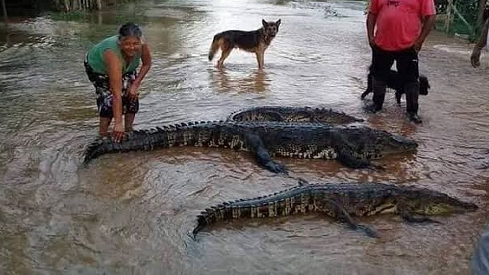 Cocodrilos en Tamaulipas