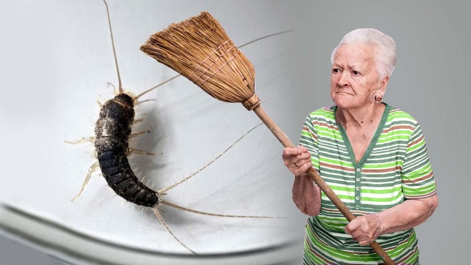 Los pecesillos de plata pueden causar estos daños